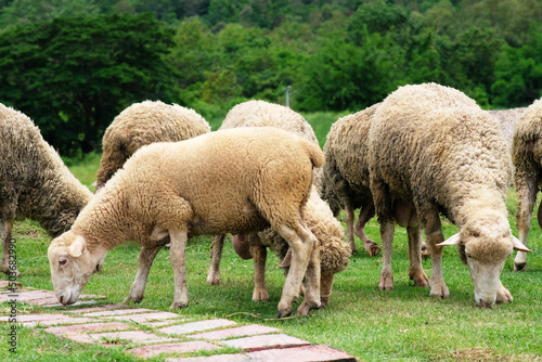Sheep in a meadow on green grass, close-up