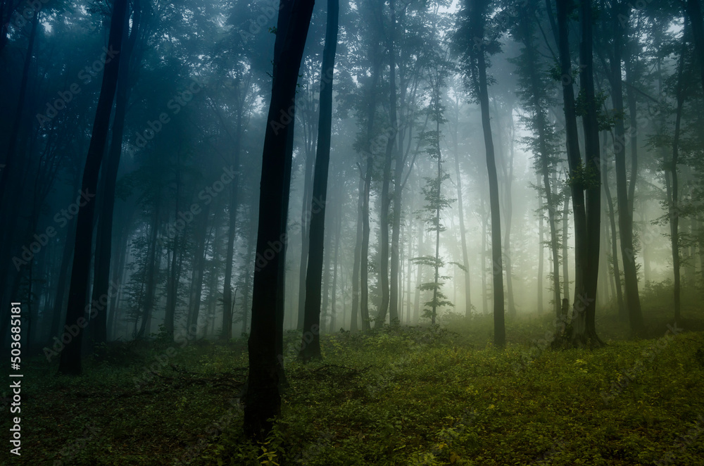 morning fog in forest landscape