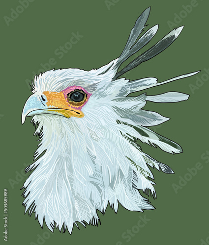 Drawing secretary bird head, beautiful, rare, art.illustration, vector © Uking