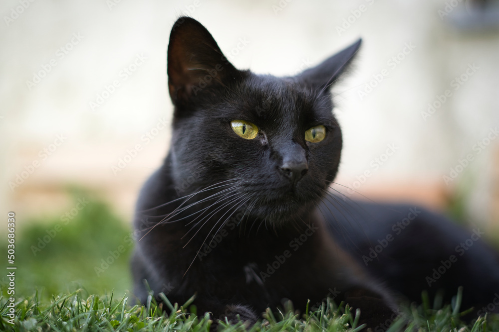 Katze im Grass
