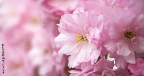 Blossoming sakura tree, pink flower buds close-up. Cherry. Floral spring background