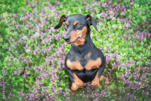 A black and tan dog of the miniature pinscher breed performs a command while sitting on its hind legs
