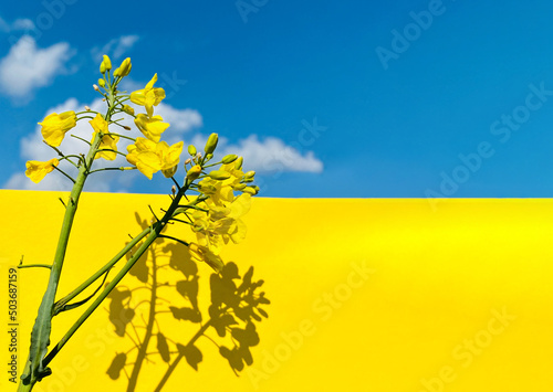 Raps mit Schatten, Hintergrund gelb ein Teil Blauer Himmel mit wißen Wolken, satte Farbe, Makroaufnahme, Querfoormat photo