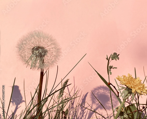 Löwenzahn, Blüte, Pusteblume und Grashalme vor rosa  Hintergrund. Pusteblume wirft Schatten auf Wand