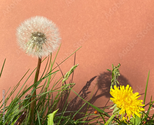 Löwenzahn, Blüte, Pusteblume und Grashalme vor braunen  Hintergrund. Pusteblume wirft Schatten auf Wand photo