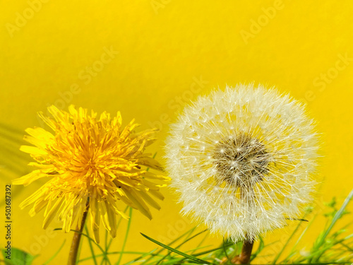 L  wenzahnbl  te und Pusteblume auf gelben Hintergrund