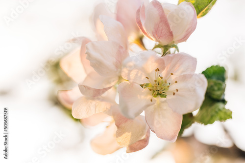 Blooming Apple Flowers and Sun flares Spring Awakening. Camera movement along the Apple branches with a shallow depth of field