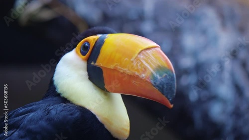 Ramphastos toco. Common or giant toucan sitting, turning head, looking around. Exotic tropical bird with black body plumage, white chest, huge beak. Close up. Birdwatching, zoo, wildlife photo