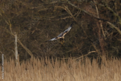marsh harrier bird, moor buzzard