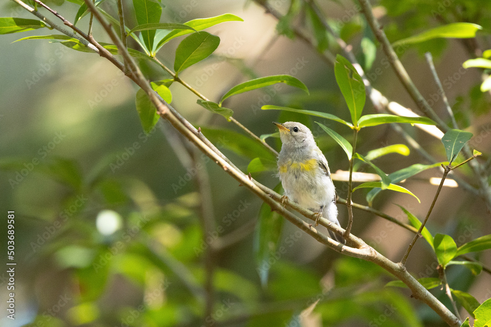 Tiny songbird in Myakka River State Park, Sarasota County, Florida Tiny songbird in Myakka River State Park, Sarasota County, Florida