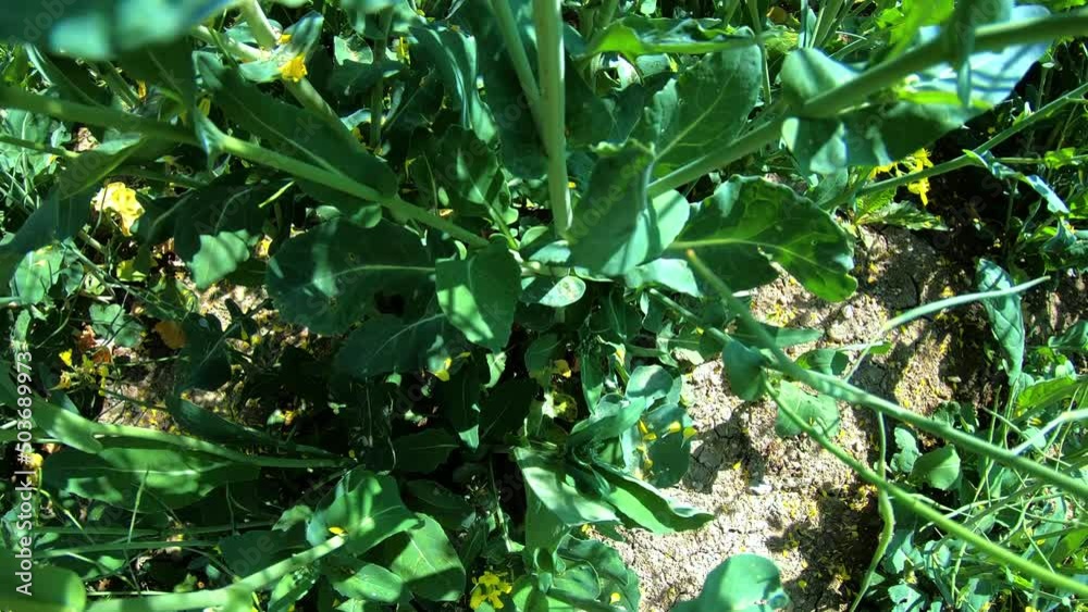 View of rapeseed plants on field, close up View of rapeseed plants on field, close up