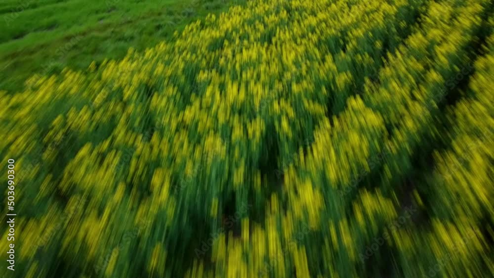Flying over a yellow corn field Flying over a yellow corn field