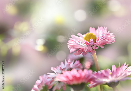 Pink chamomile flowers on a blurred background © Татьяна Качайло