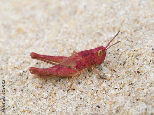 Field Grasshopper photo