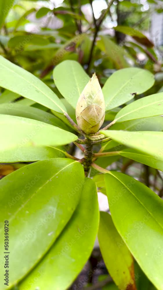 close up of a plant bud