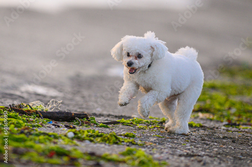 Barboncino bianco che gioca sulla sabbia  photo