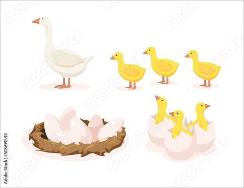 Vector illustration of white geese, yellow goslings, nest with eggs and goslings hatched from eggs on white background. Poultry farm with natural products in cartoon style. photo