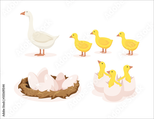 Vector illustration of white geese, yellow goslings, nest with eggs and goslings hatched from eggs on white background. Poultry farm with natural products in cartoon style.
