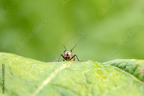 Chironomid inhabits wild plants in North China