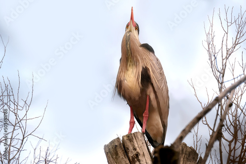 Ardeapurpurea, Purple heron, massive long-legged wading bird with long neck, curved beak sits high in tree, migration of birds of family Ciconiiformes, nest on coast lakes, seas, wildlife protection photo