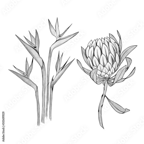 detailed sketch of a strelitzia flower and exotic protea flower. Hand-drawn. ...