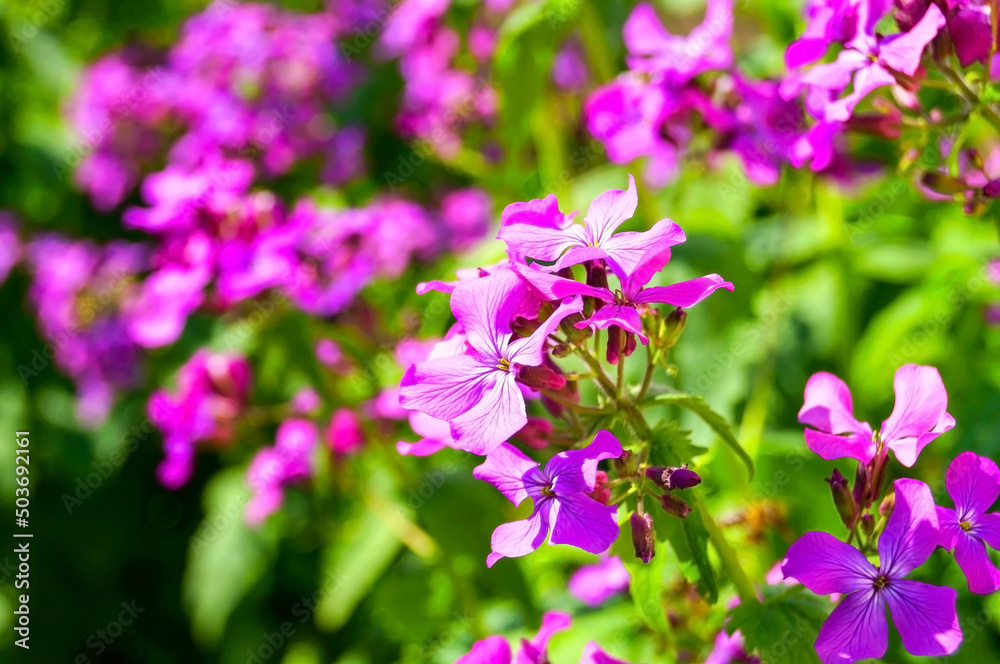 flowers in the garden