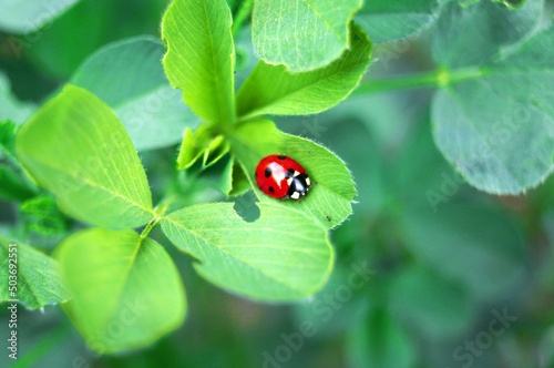Obraz na plátně ladybug on green leaf