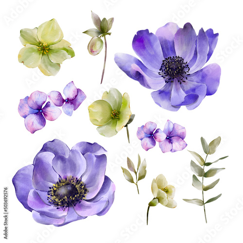 Fototapeta Naklejka Na Ścianę i Meble -  Set of watercolor illustrations of flowers. Elements isolated on white background for your design.
