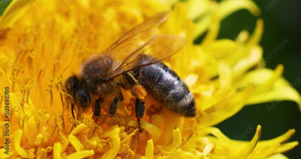 Honey bee feeding on a yellow dandelion flower, sunny day in springtime, slow motion video, close up, macro Honey bee feeding on a yellow dandelion flower, sunny day in springtime, slow motion video, close up, macro