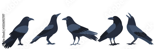 Slika na platnu crows flat design ,on white background isolated, vector