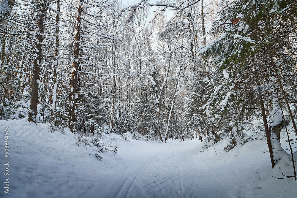 Forest covered with white snow on a cold winter day Forest covered with white snow on a cold winter day