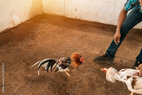 Fotobehang Unrecognizable fighting cock breeder facing the animals during a training session in an arena in a rural area of Leon, Nicaragua