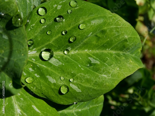 hojas verdes de guisantes con rocío o gotas de agua , fotografía de una mañana de primavera