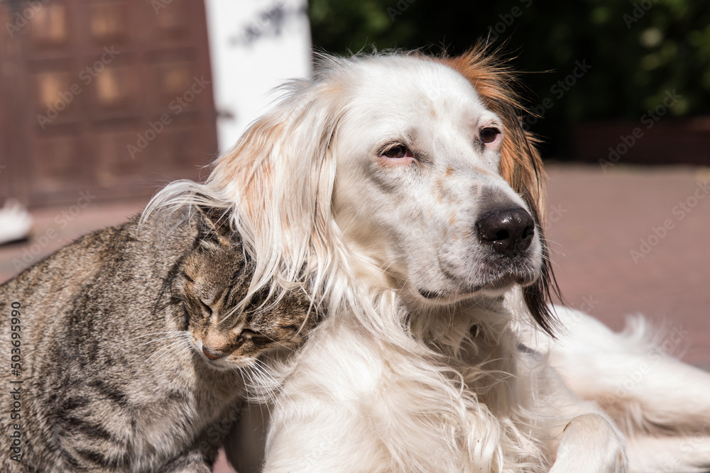 Dog and cat playing together outdoor. Cat and dog friendship, cat and dog in love Dog and cat playing together outdoor. Cat and dog friendship, cat and dog in love