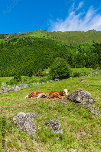 free cows on the pasture in the alps