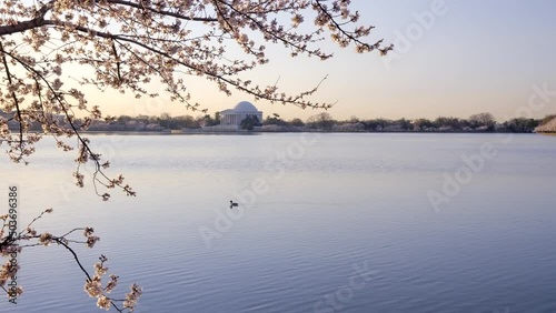 Still shot of the Jefferson Memorial at the Tidal Basin in Washington, DC with cherry blossoms at peak bloom photo