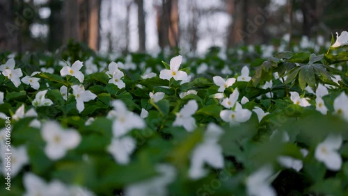 Field of White Trilliums in full bloom with sunlight streaming through the forest landscape photo