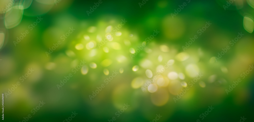 A spring background banner of fresh lush green foliage with blurred shrub bokeh. A spring background banner of fresh lush green foliage with blurred shrub bokeh.