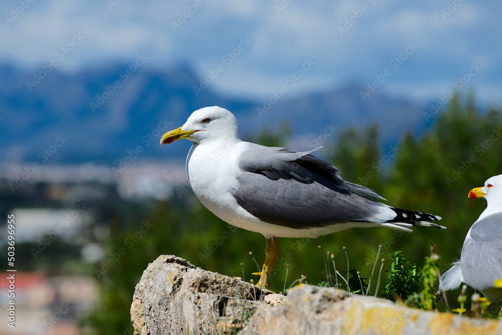 Naklejka premium Möve an der Costa Blanca