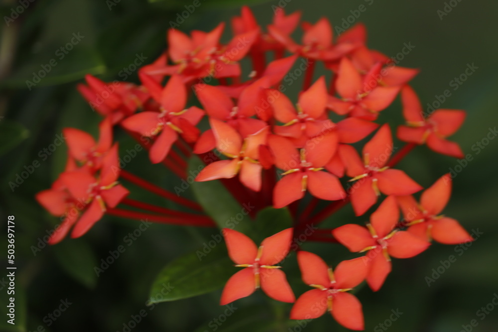 red and yellow flower red and yellow flower