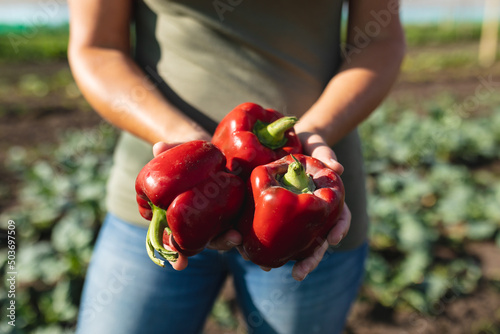 Midsection of caucasian mid adult female farmer holding red bell peppers while standing at farm