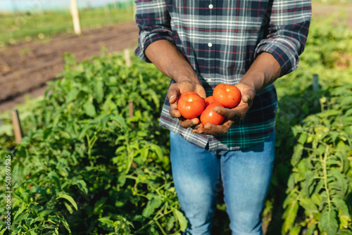 Midsection of african american mid adult male farmer holding tomatoes while standing amidst plants © WavebreakMediaMicro
