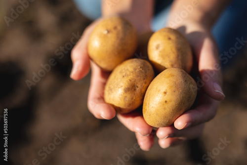 Cropped hands of caucasian mid adult female farmer holding raw potatoes in farm on sunny day