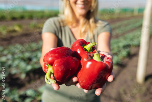 Midsection of mid adult female caucasian farmer holding red bell peppers in farm during sunny day