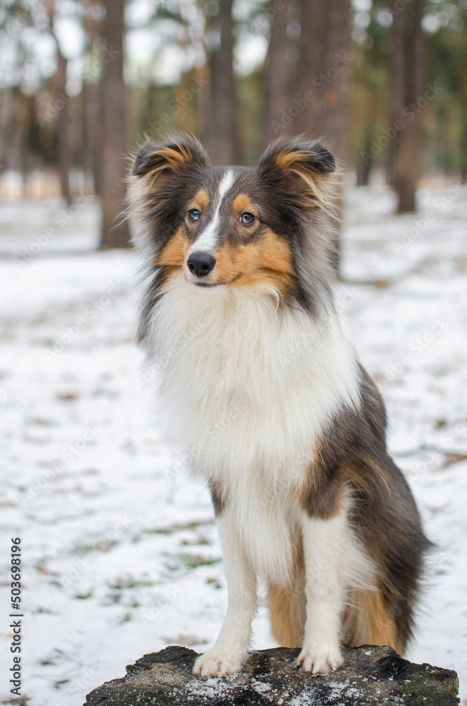 Cute dog brown tricolor breed sheltie shetland shepherd in snow in winter forest on the stump Cute dog brown tricolor breed sheltie shetland shepherd in snow in winter forest on the stump