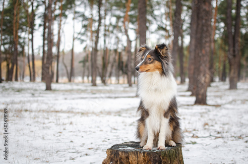 Cute dog brown tricolor breed sheltie shetland shepherd in snow in winter forest on the stump