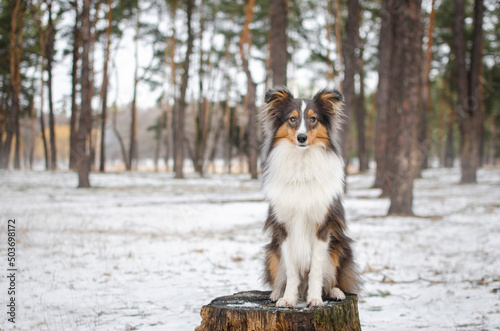 Fototapeta Naklejka Na Ścianę i Meble -  Cute dog brown tricolor breed sheltie shetland shepherd in snow in winter forest on the stump