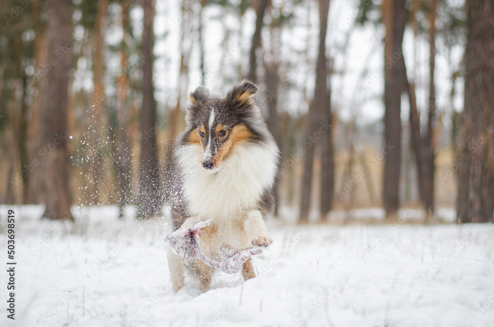 Cute dog brown tricolor breed sheltie shetland shepherd in snow in winter forest played with a toy rope