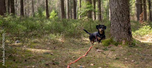 pies w lesie