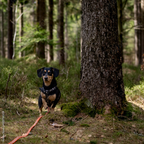 pies w lesie